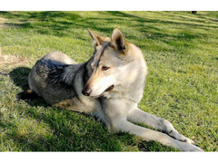 Czechoslovakian Wolfdog