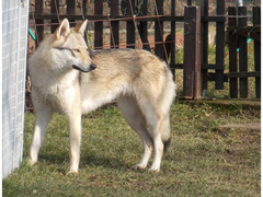 Czechoslovakian Wolfdog