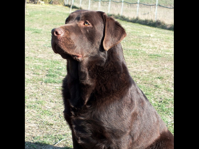 Labrador chocolate con pedigree