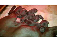 Labrador chocolate con pedigree