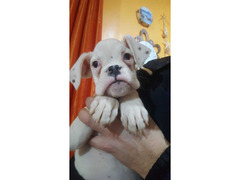 CUCCIOLI DI BOXER BIANCHI MASCHIO E FEMMINA CON PEDIGREE