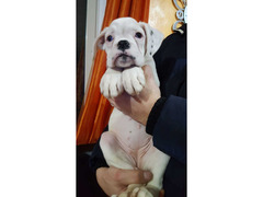 CUCCIOLI DI BOXER BIANCHI MASCHIO E FEMMINA CON PEDIGREE