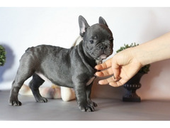 bulldog francesi cuccioli