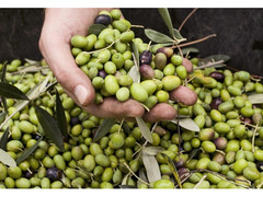 Olio Extravergine d'oliva