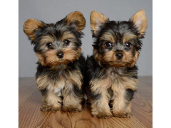 2 cuccioli di yorkshire terrier