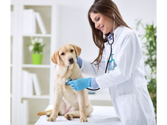 Assistente ambulatorio veterinario