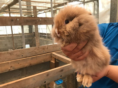 Testa di leone conigli nani cuccioli