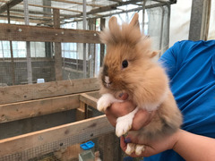 Testa di leone conigli nani cuccioli