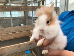 Testa di leone conigli nani cuccioli