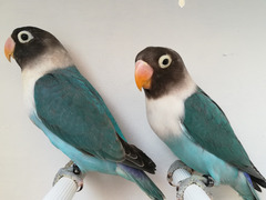 COPPIA INSEPARABILE MASCHERATO BLU X BLU