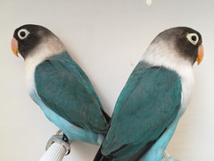 COPPIA INSEPARABILE MASCHERATO BLU X BLU