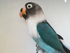 COPPIA INSEPARABILE MASCHERATO BLU X BLU
