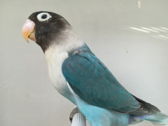 COPPIA INSEPARABILE MASCHERATO BLU X BLU