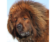 Tibetan Mastiff FCI puppies red