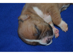 American Staffordshire Terrier