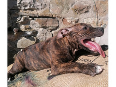 DISPONIBILI 5 MASCHI AMSTAFF