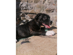 DISPONIBILI 5 MASCHI AMSTAFF