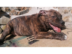 DISPONIBILI 5 MASCHI AMSTAFF