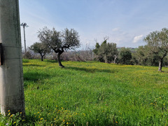TERRENO EDIFICABILE ROSCIANO