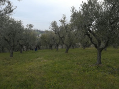 TERRENO EDIFICABILE ROSCIANO