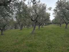 TERRENO EDIFICABILE ROSCIANO