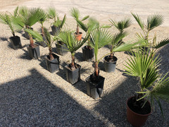 Pianta di palma