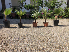 Pianta di palma