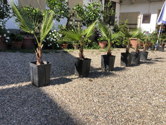 Pianta di palma