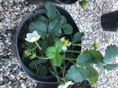 Piante di fragole