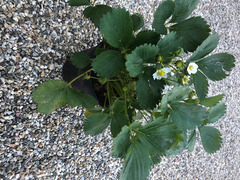 Piante di fragole