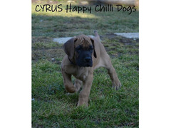 Great Dane yellow