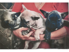 Cuccioli buldogue francese
