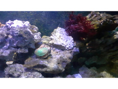 Coralli rocce e pesci