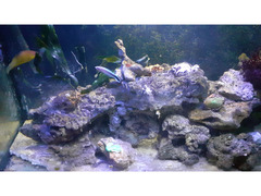 Coralli rocce e pesci