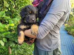 Cuccioli hovawart
