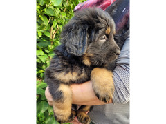 Cuccioli hovawart