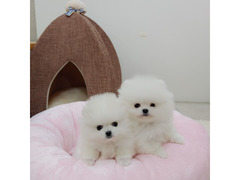Cucciolo di Pomerania maschio e femmina