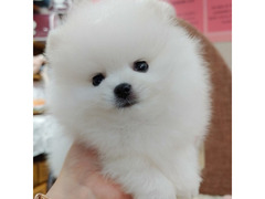 Cucciolo di Pomerania maschio e femmina