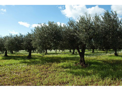 OLIO EXTRAVERGINE DI OLIVA NOCELLARA DELL'ETNA 2021/2022 [ Latta 5 Litri]