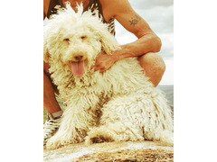 simil lagotto