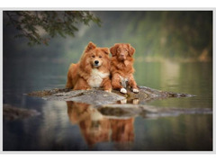 Addestramento Cani e Dogsitter