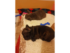 Bulldog francese
