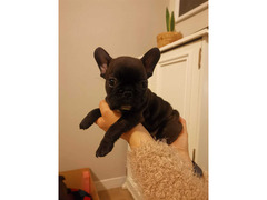 Bulldog francese