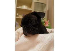 Bulldog francese