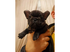 Bulldog francese