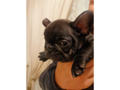 Bulldog francese