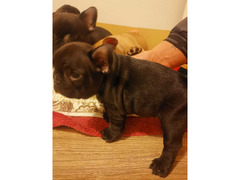 Bulldog francese