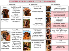 Tosa Inu puppies with pedigree
