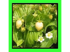 Fragola Gialla