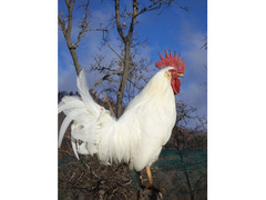 Galline, galli e pulcini livornese bianca